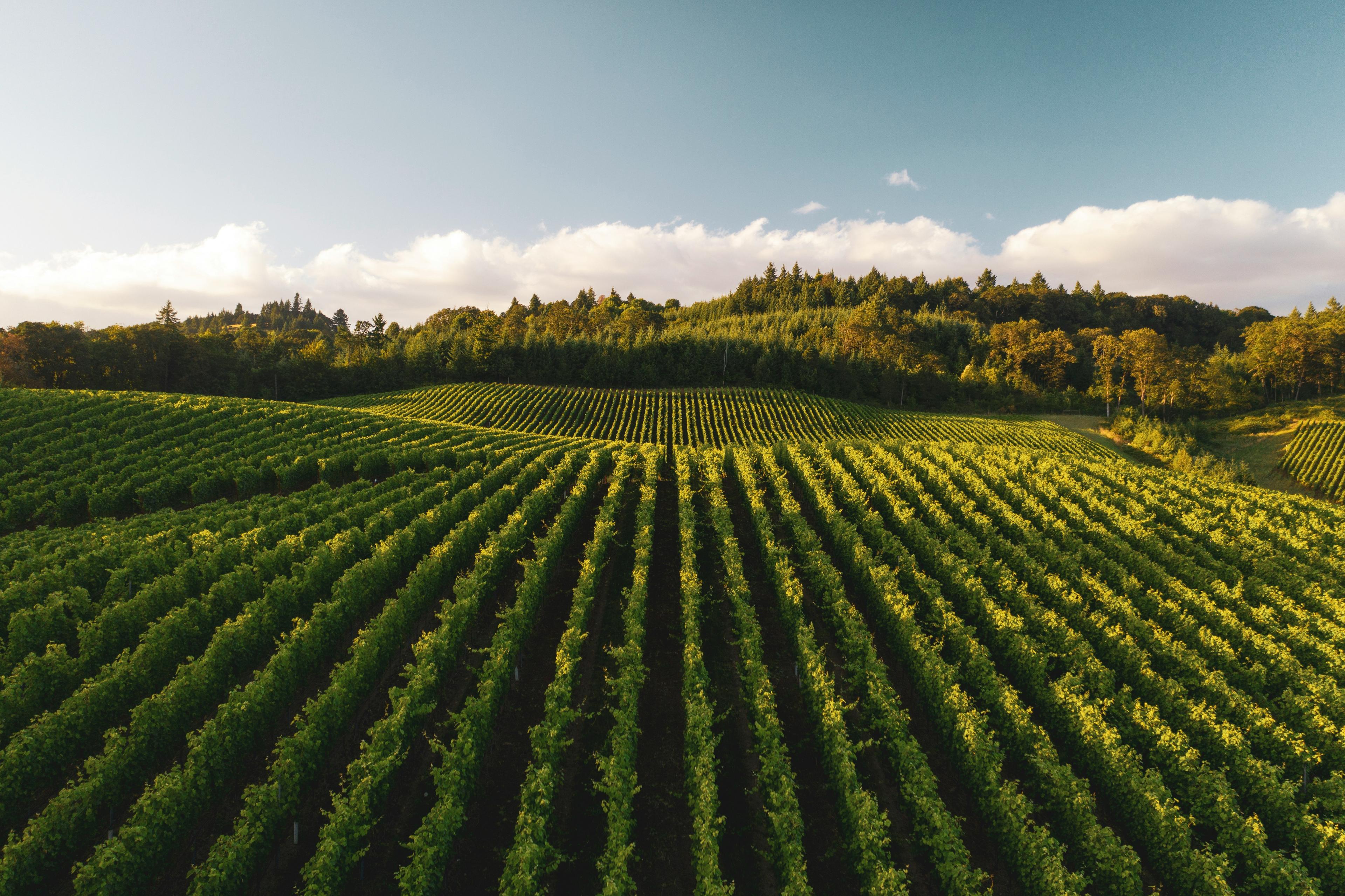 Wine Tours
